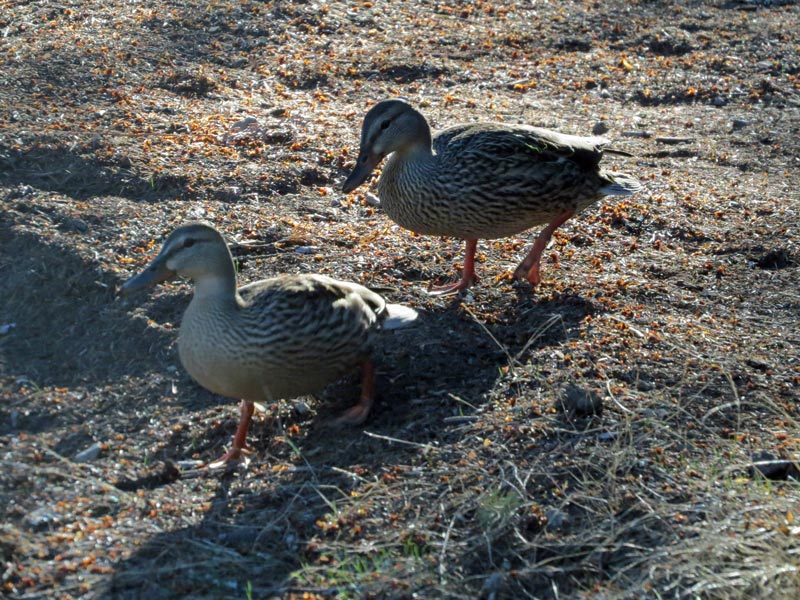 ducks