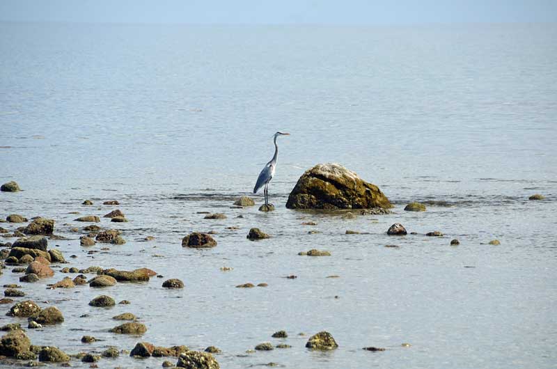 Heron