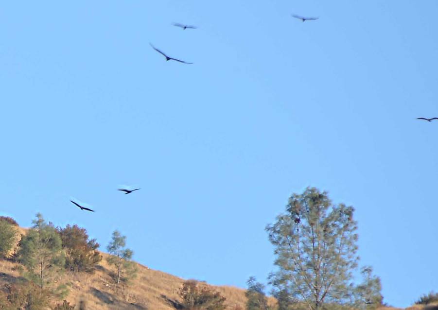 ManyCondors